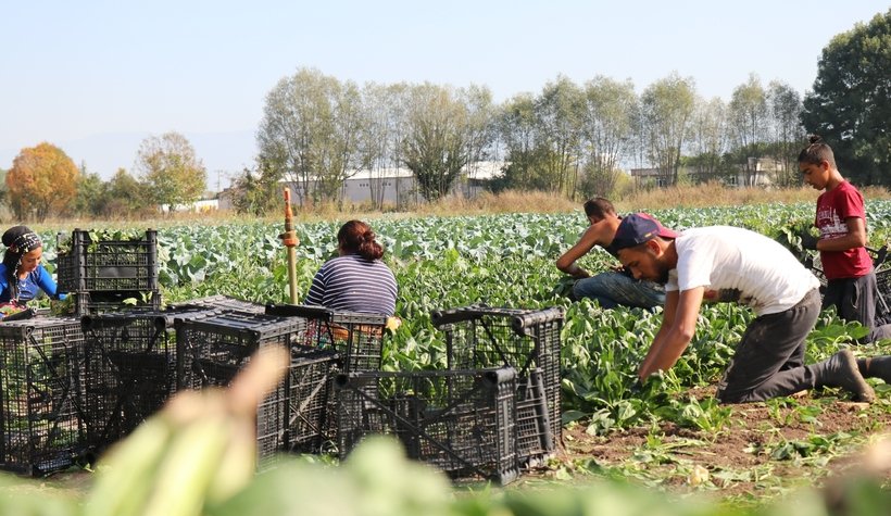 Ispanak hasadı buruk başladı