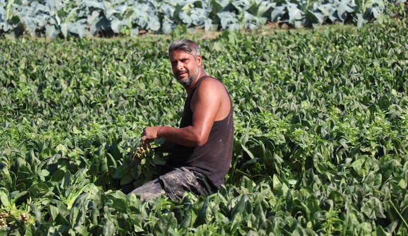 Ispanak hasadı buruk başladı