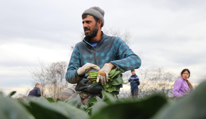 Ispanakta rekolte bol, fiyat düşük
