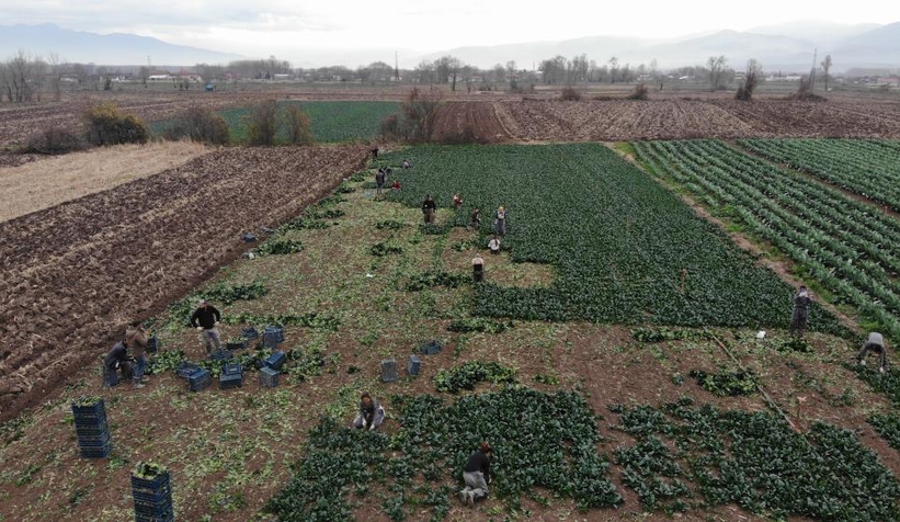 Ispanakta rekolte bol, fiyat düşük