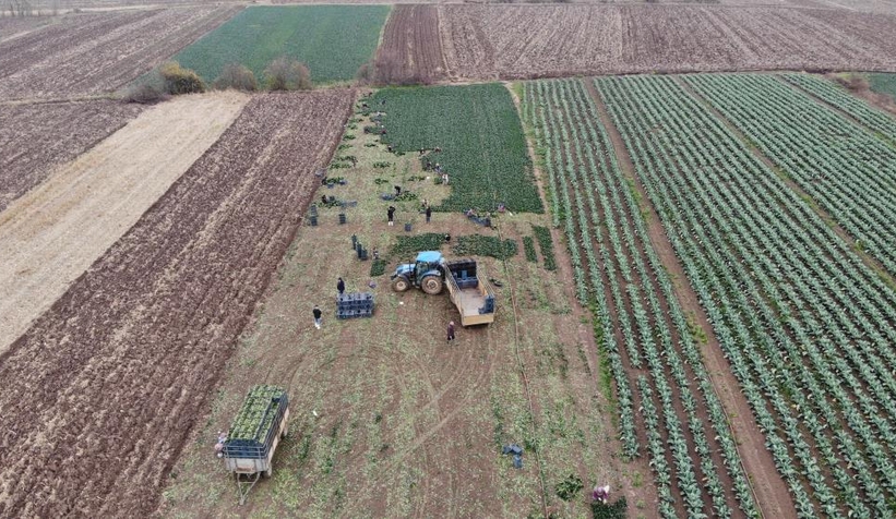 Ispanakta rekolte bol, fiyat düşük