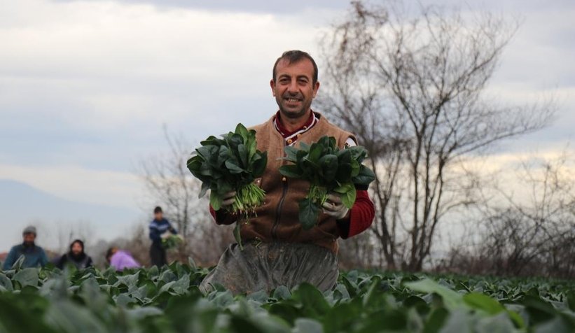Ispanakta rekolte bol, fiyat düşük