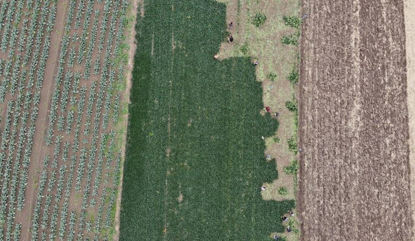 Ispanakta rekolte bol, fiyat düşük