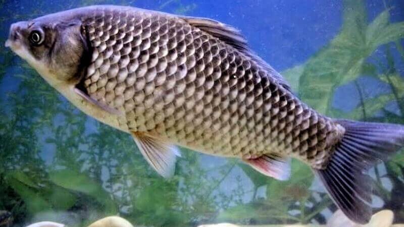 İsrail Sazanı Sakarya'daki gölleri istila ediyor