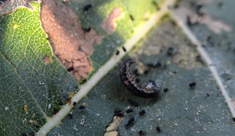 İstila Kapımızda!