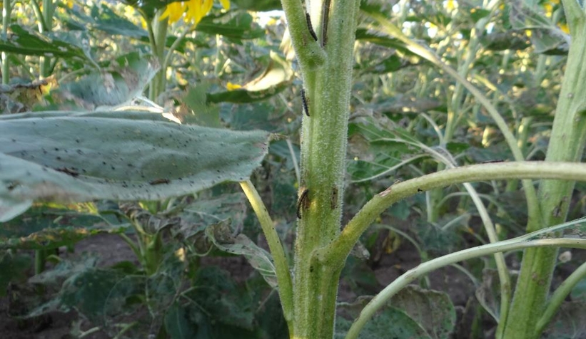 İstila Kapımızda!