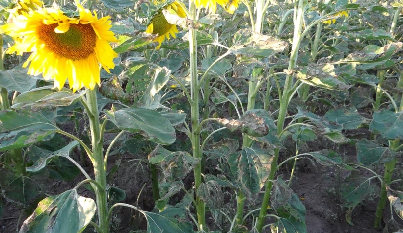 İstila Kapımızda!