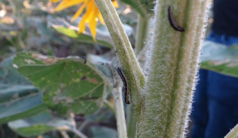 İstila Kapımızda!