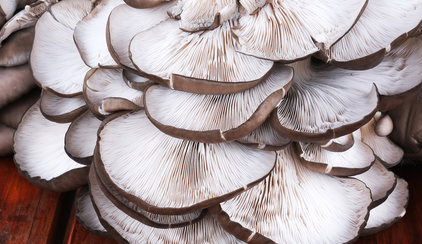 İstiridye mantarı üretilecek tesiste çalışmalar başladı