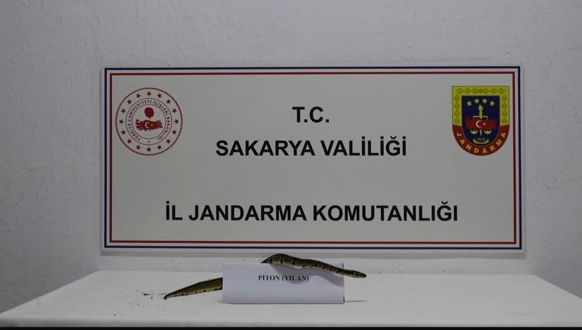 isyerinde-yapilan-aramada-piton-bulundutus5ynvxsz