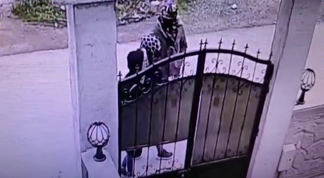 İthal hırsızlar yakalandı