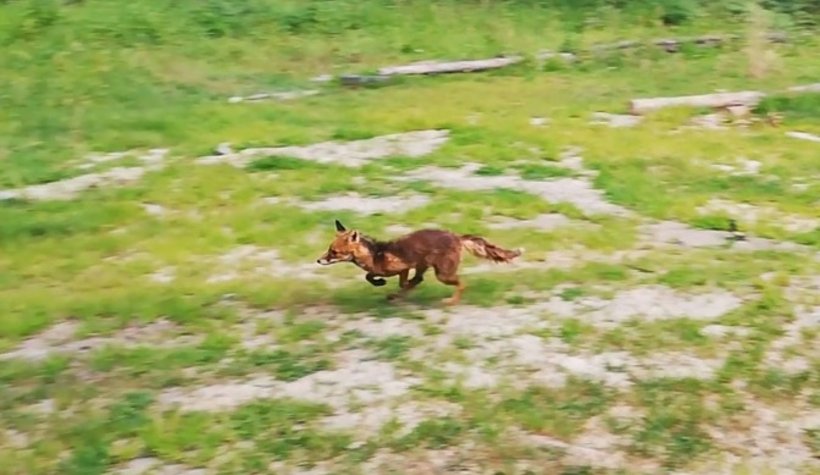 İyileşip özgürlüğe koştular