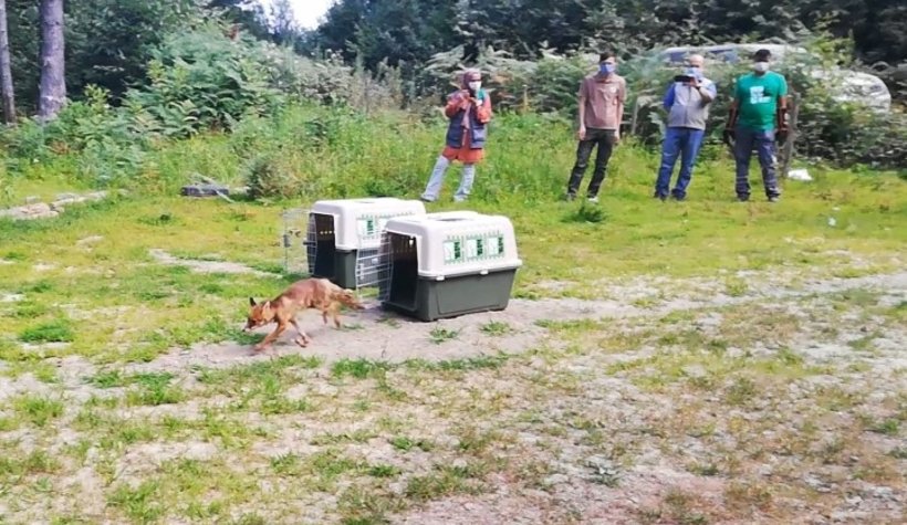 İyileşip özgürlüğe koştular