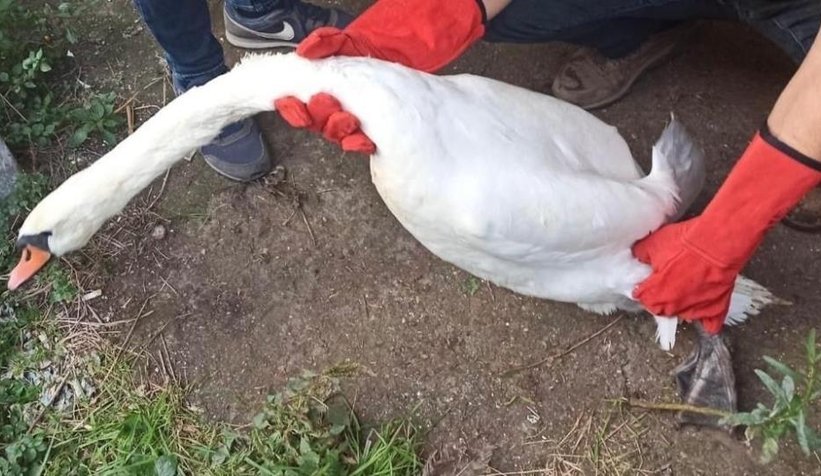 İzinsiz hayvan bulunduran adama ceza yağdı