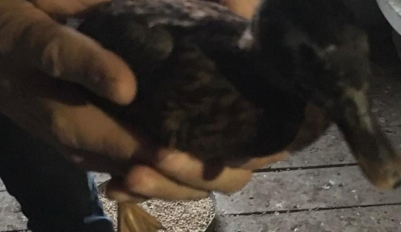 İzinsiz hayvan bulunduran adama ceza yağdı