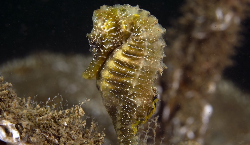 İzmit Körfezi’nin derinliklerinde denizatları görüntülendi