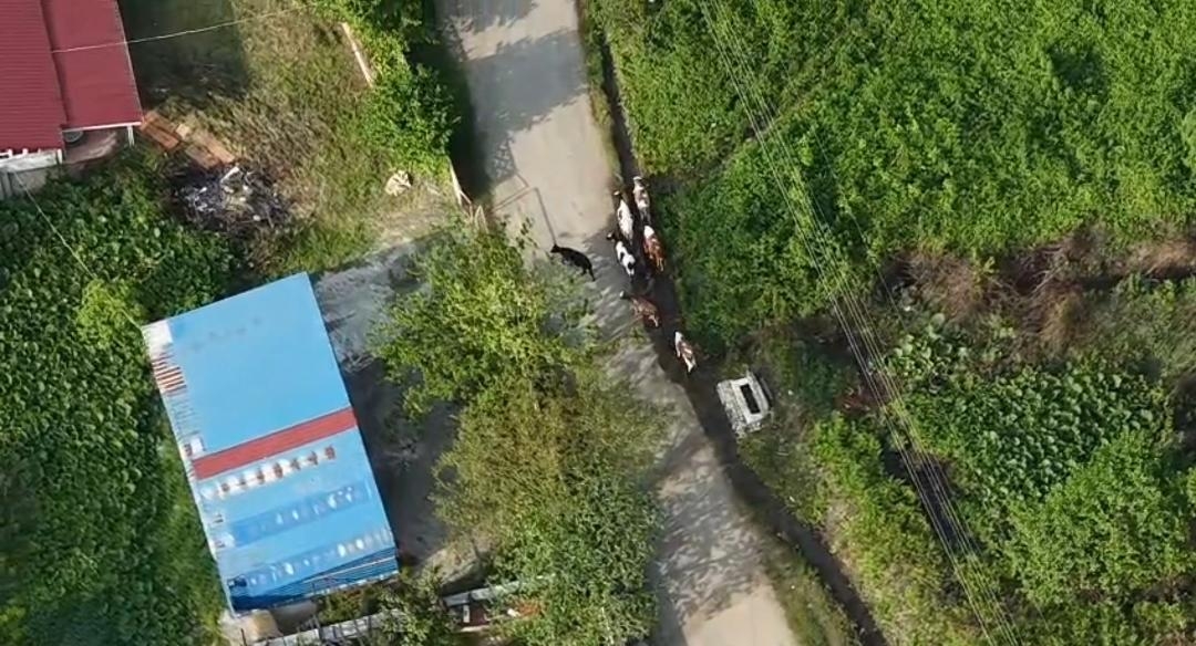 Jandarmadan havadan operasyon; 2 günde bulundular