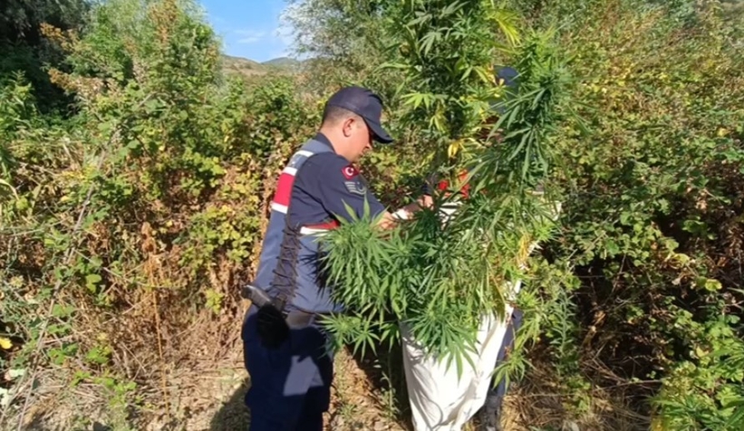 Jandarmadan uyuşturucu operasyonu