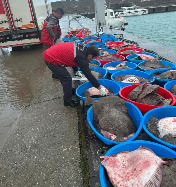Kaçak avlanan 500 kalkan balığına el konuldu