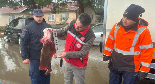 Kaçak avlanan 500 kalkan balığına el konuldu