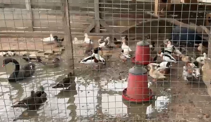 kacakcilik-operasyonu-98-hayvan-ele-gecirildibehdbfn2md