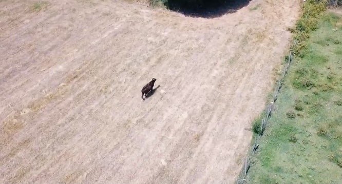 Kaçan kurbanlığı 2 gün sonra buldular