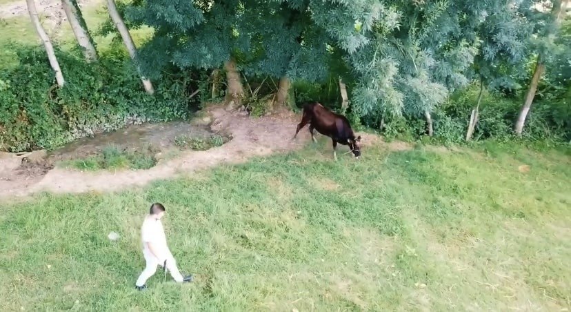 Kaçan kurbanlığı 2 gün sonra buldular