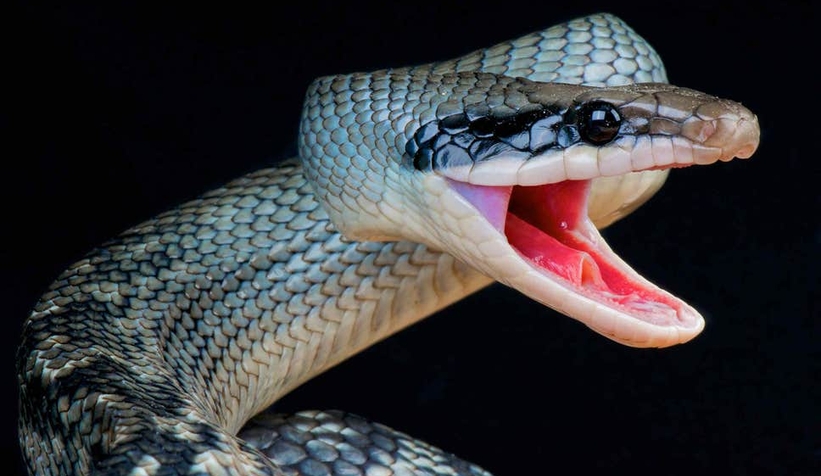 Kadını yılan ısırdı