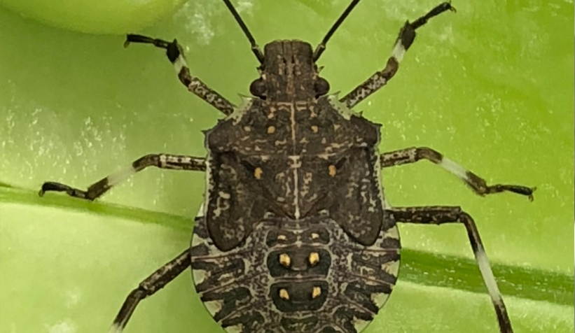 kahverengi-kokarca-bocegine-karsi-samuray-aricigisuoreflca3