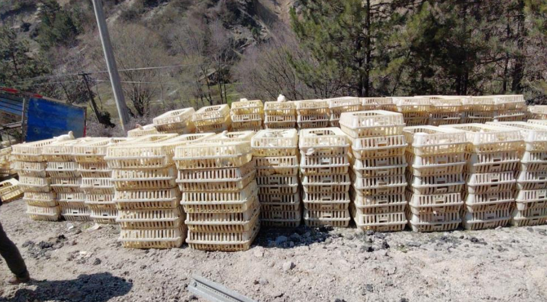 Kamyon devrildi; Tavuklar telef oldu