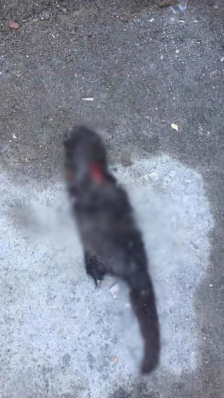 Kan donduran olay; Kediler bacakları kesip öldürüldü