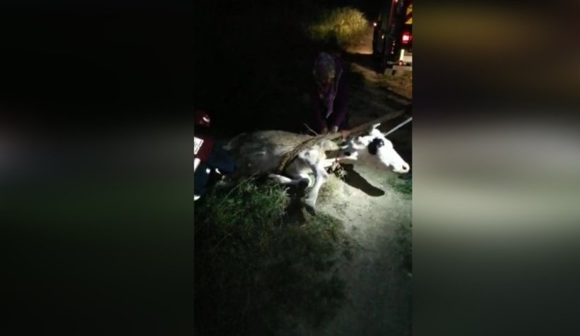 Kanala düşen inek böyle kurtarıldı