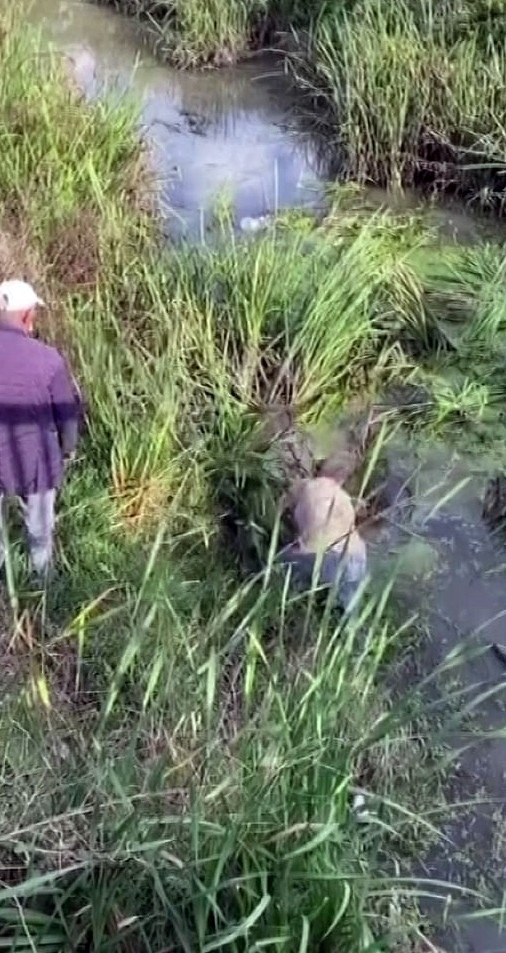 Kanala düşen inek için seferber oldular