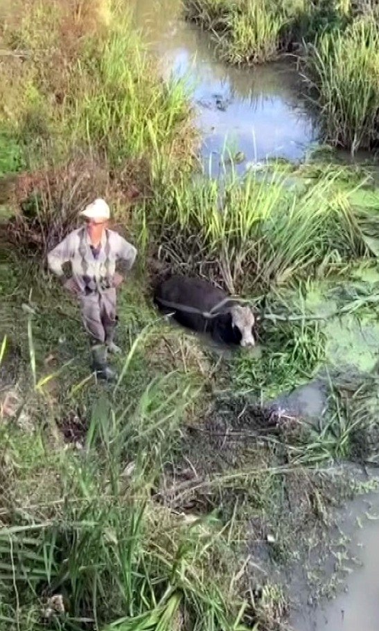 Kanala düşen inek için seferber oldular