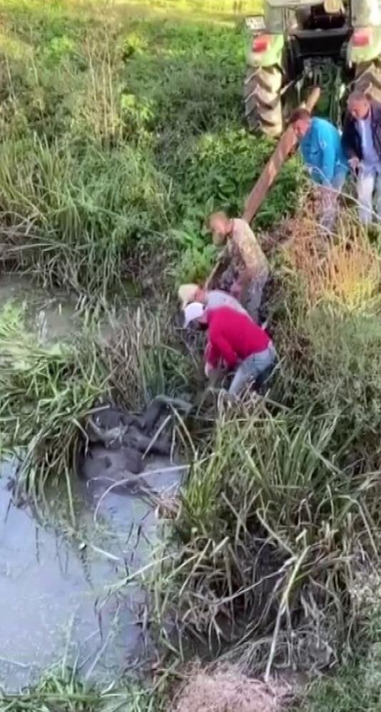 Kanala düşen inek için seferber oldular