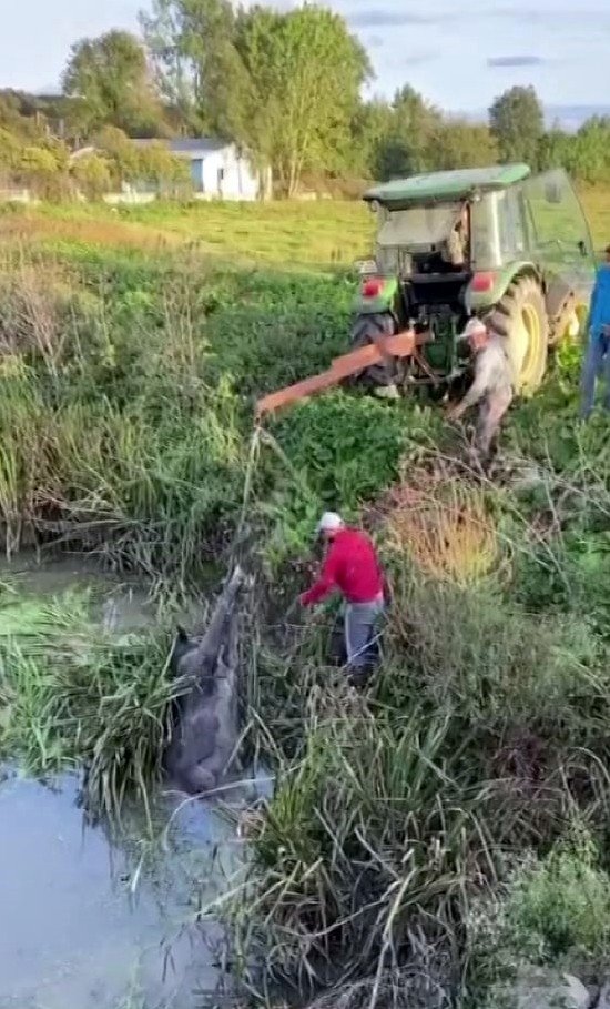 Kanala düşen inek için seferber oldular