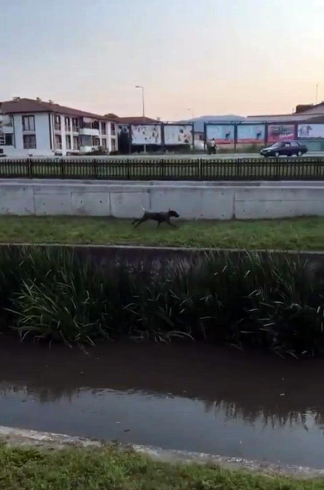 Kanala düşen köpek için seferber oldular