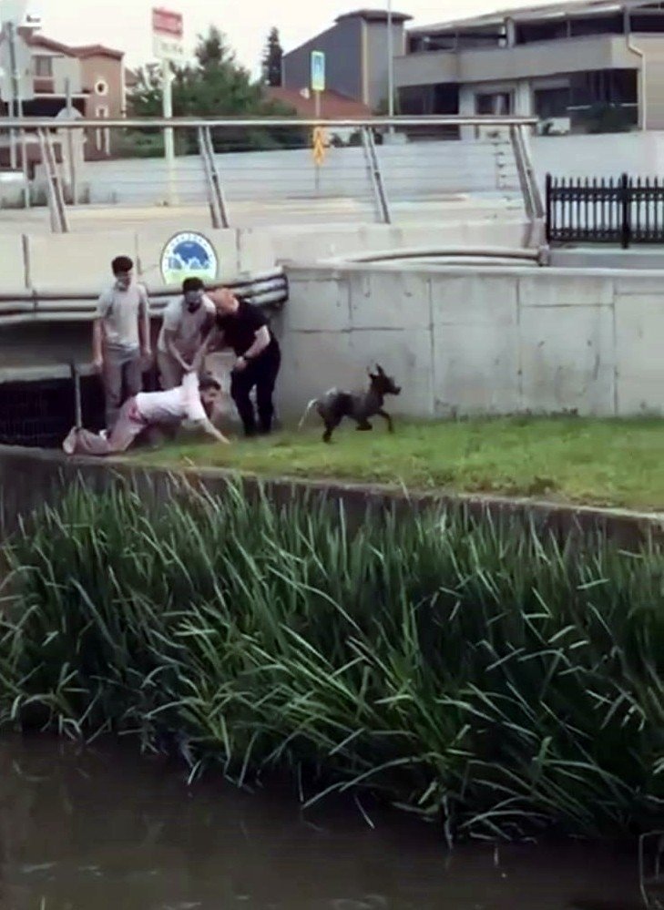 Kanala düşen köpek için seferber oldular