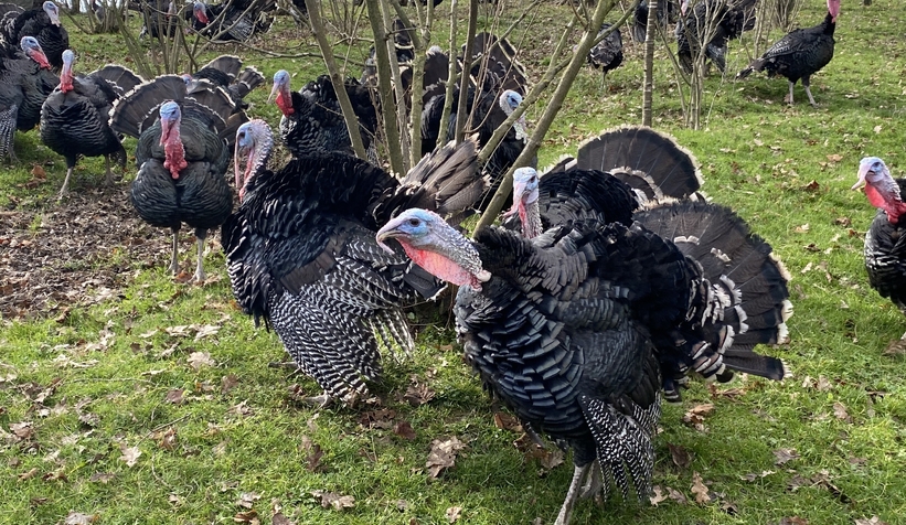 Kandıra hindisi kilosu 350 liradan alıcı buluyor