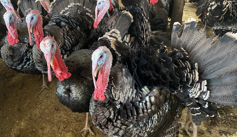 Kandıra hindisi kilosu 350 liradan alıcı buluyor