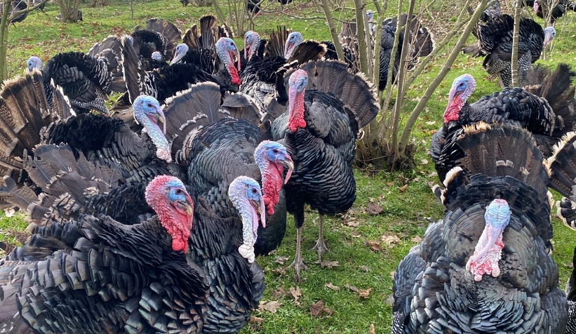 Kandıra hindisi kilosu 350 liradan alıcı buluyor