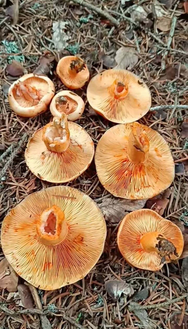 kanlica-mantari-bereketiodduytlyv3