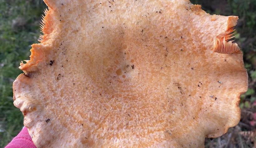 kanlica-mantari-bereketiodduytlyv3