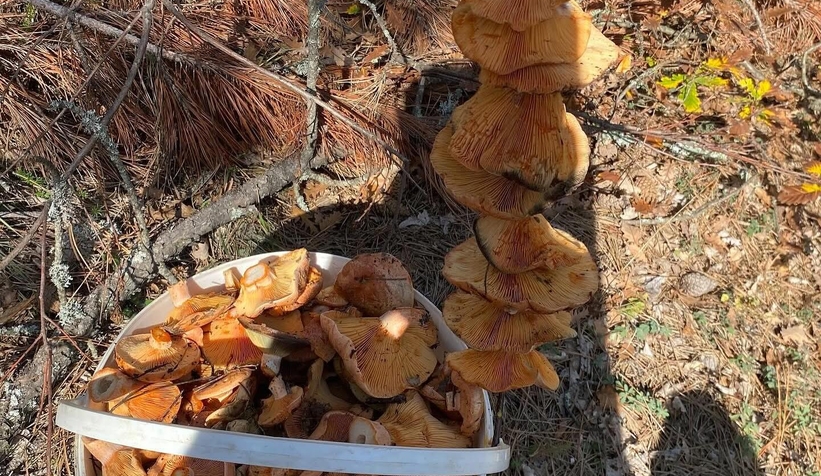 kanlica-mantari-bereketiodduytlyv3