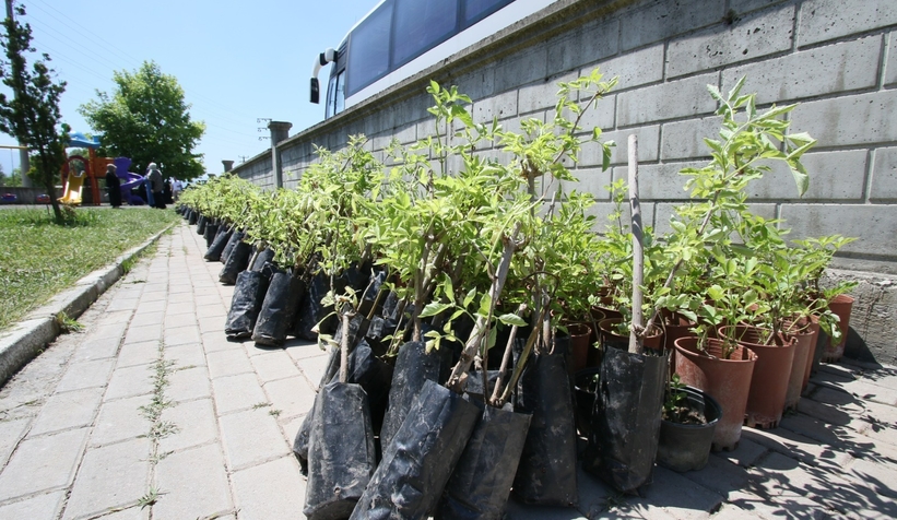Kara Mürver projesinde 3 bin 645 fide dağıtıldı