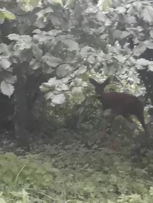 Karaca böyle görüntülendi