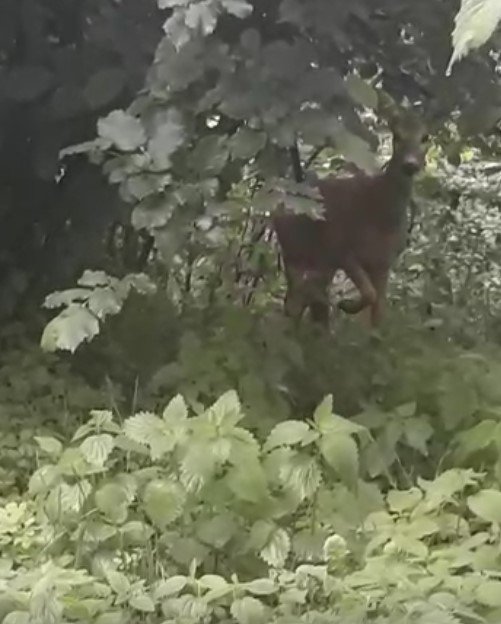 Karaca böyle görüntülendi