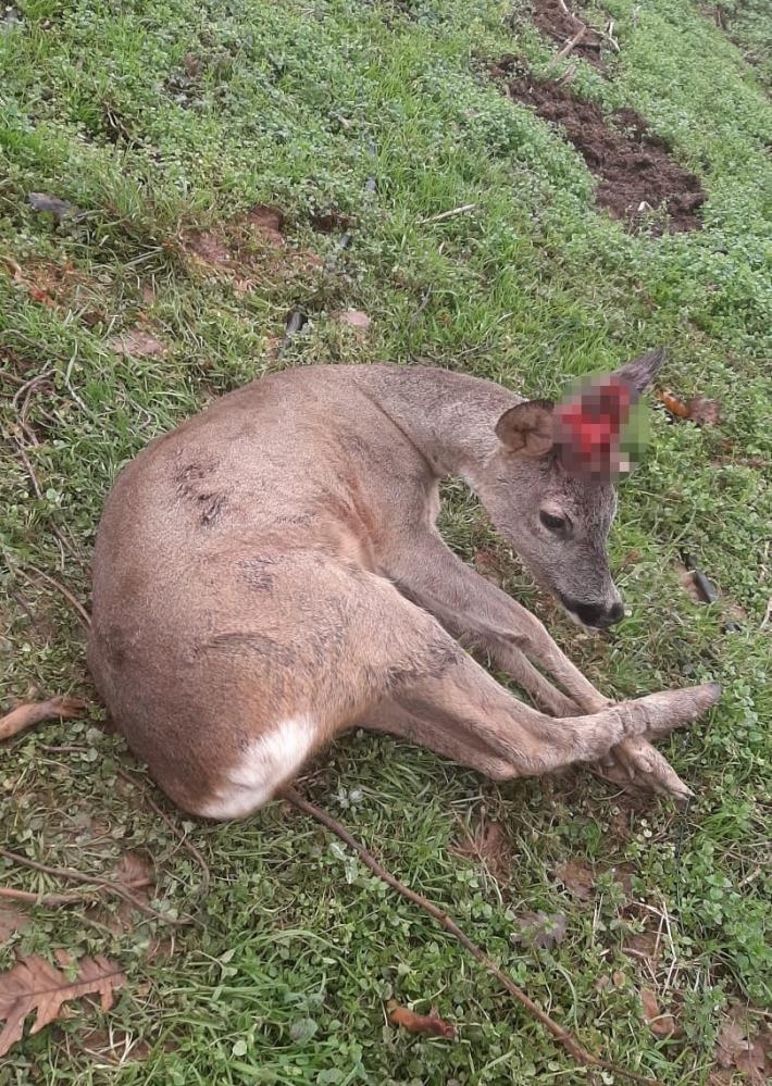Karaca ölmek üzereyken bulundu