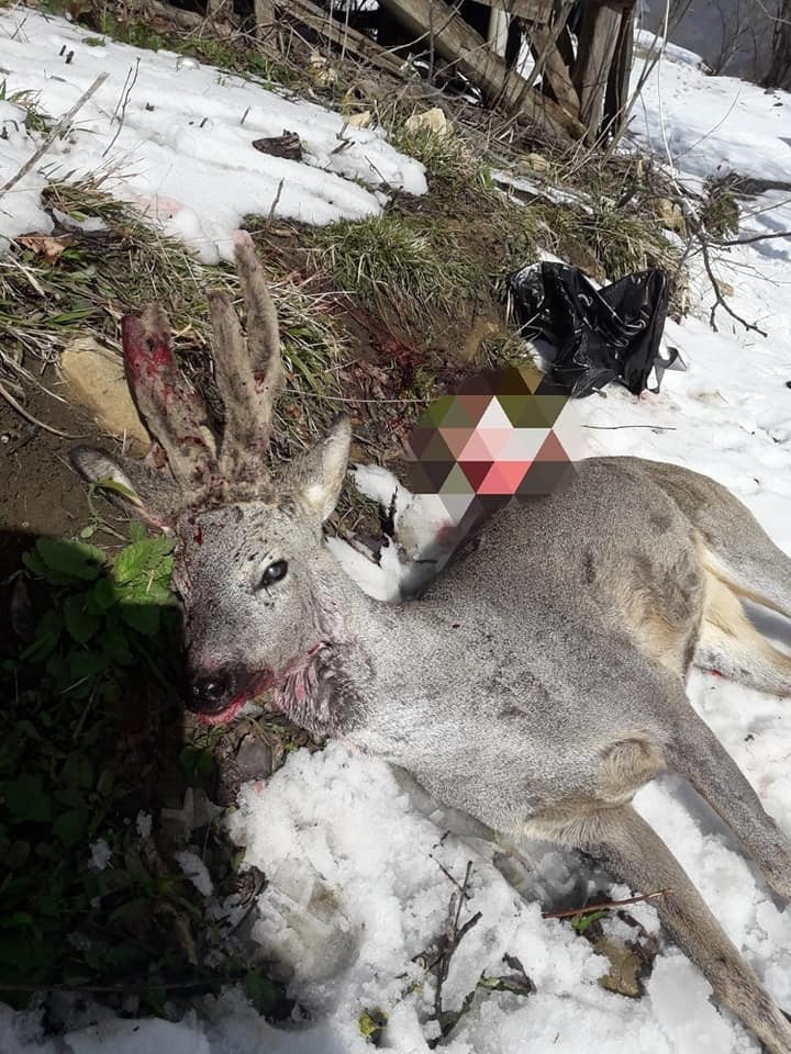 Karacaya eti için öldüren caniler yakalandı