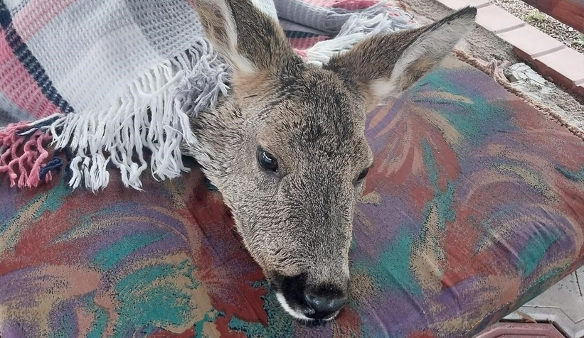 Karacayı son anda kurtardılar